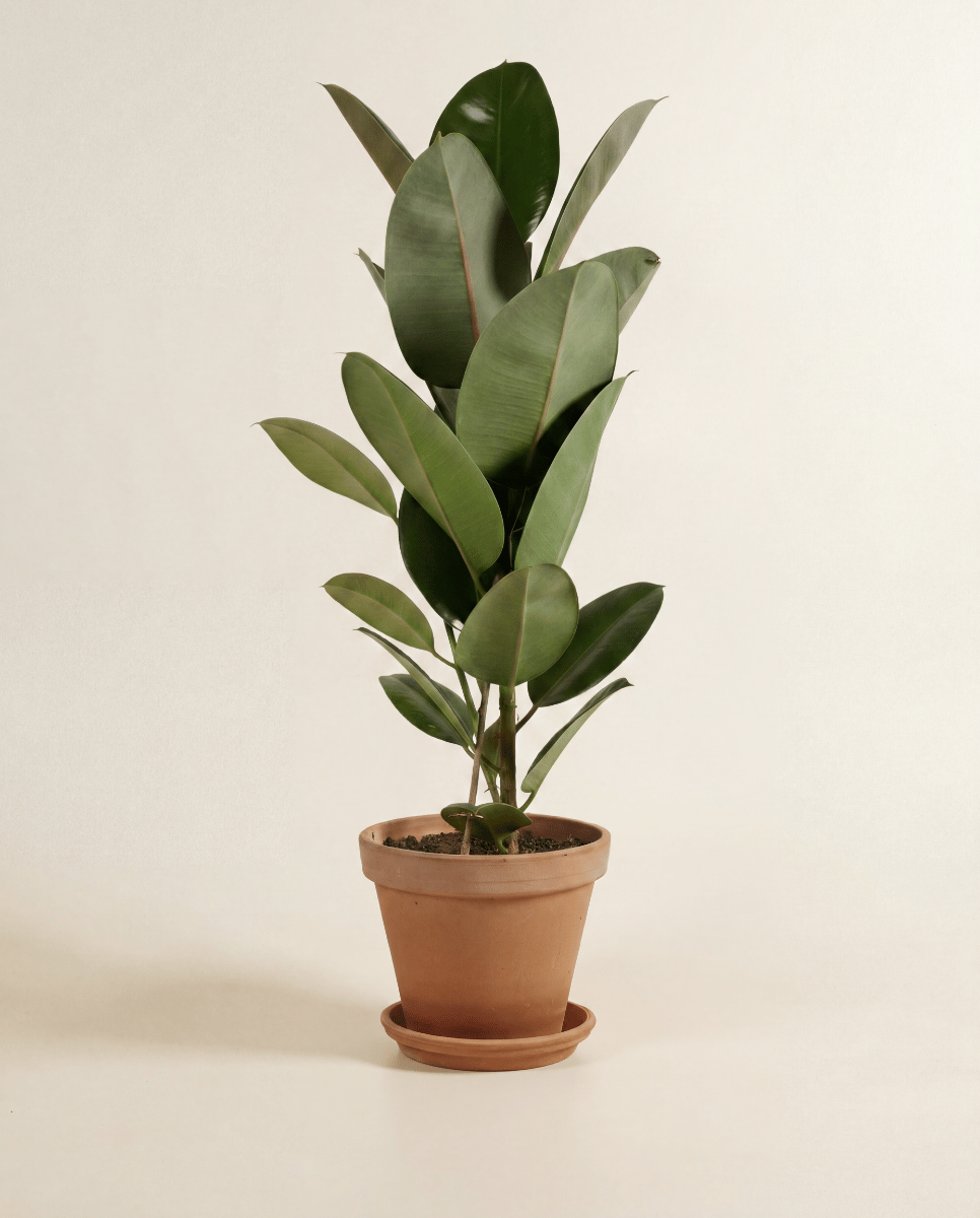 Ficus Gummibaum Elastica Robusta