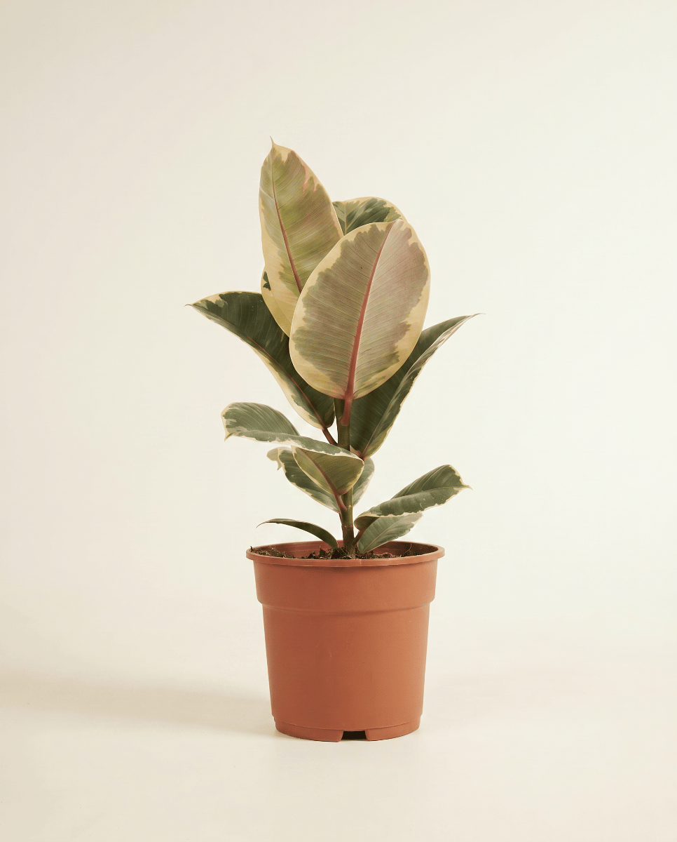 Ficus Tobacco Plant Elastica Tineke