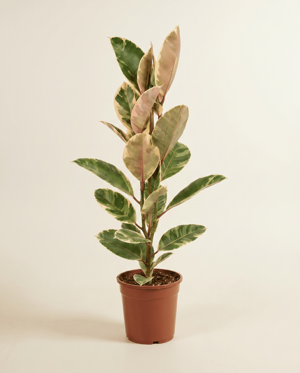 Ficus Fico Elastica Tineke