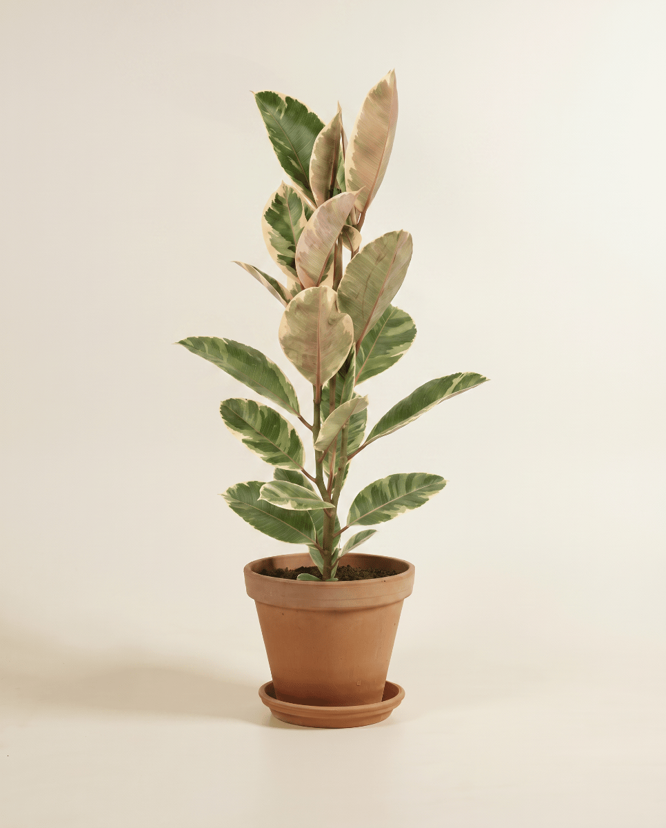 Ficus Tobacco Plant Elastica Tineke