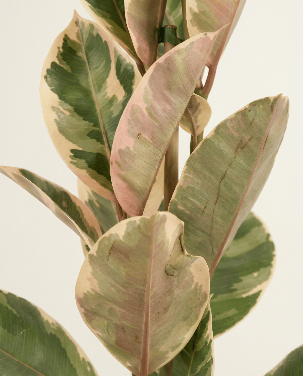Ficus Tobacco Plant Elastica Tineke