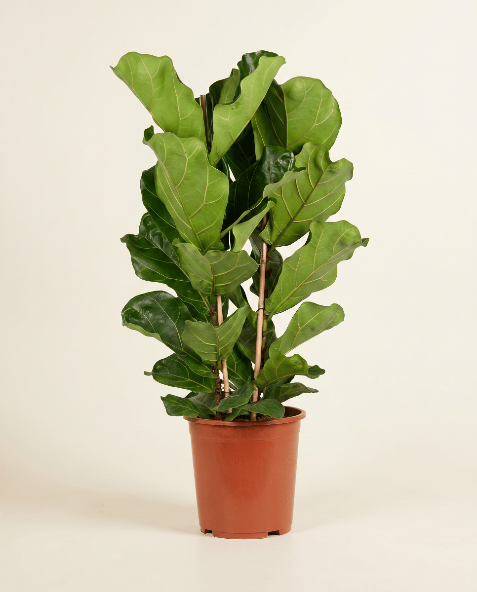 Ficus Tobacco Plant Lyrata