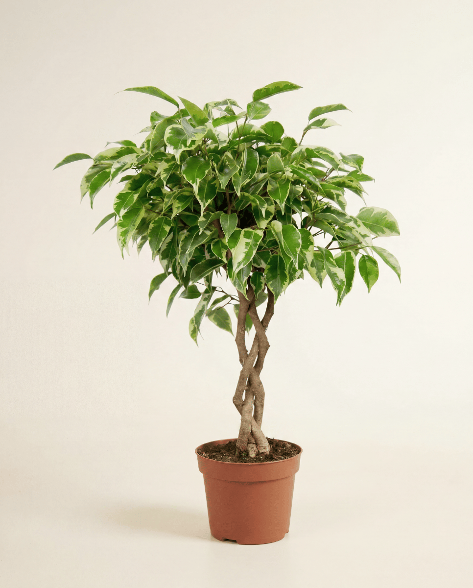 Ficus Tobacco Plant Marole