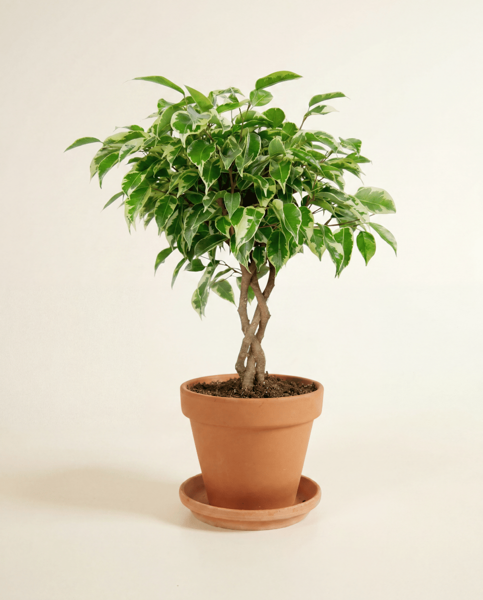 Ficus Gummibaum Marole