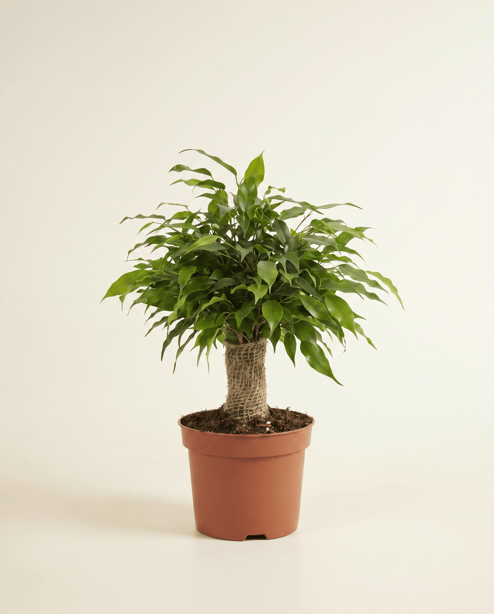 Ficus Tobacco Plant Benjamina Natasja