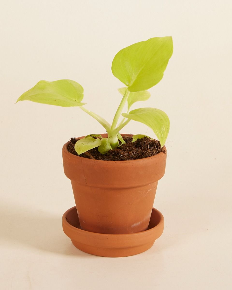 Bébé Philodendron Warscewiczii 'Flavum'