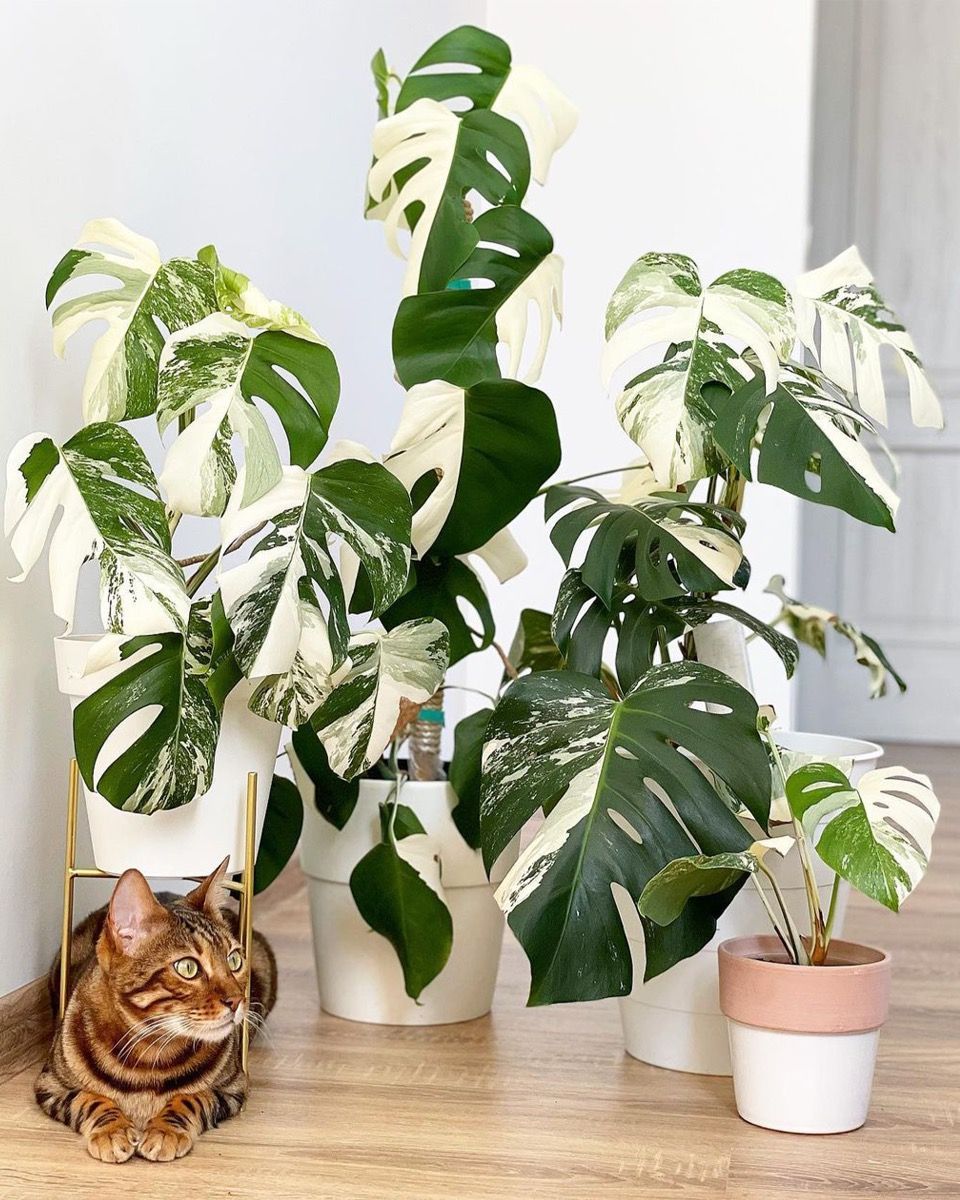 Monstera Fensterblatt Deliciosa Variegated