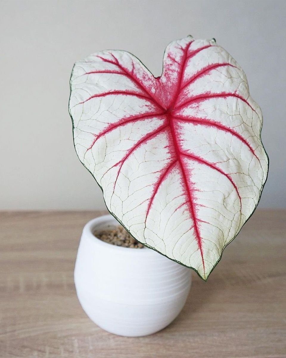 Bébé Caladium Caladium Tuber - Fiesta