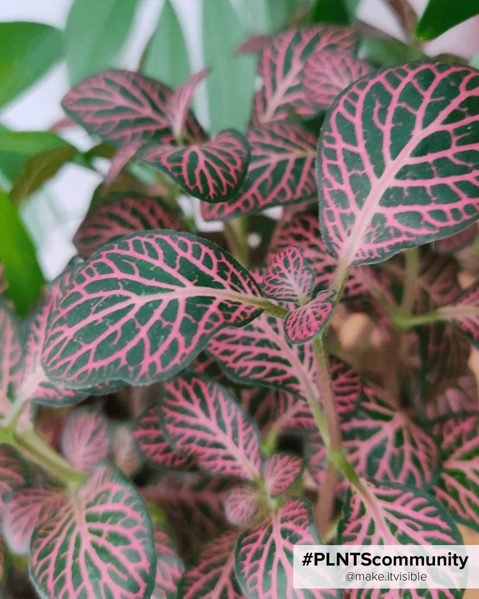 Baby Fittonia Nerve plant Verschaffeltii Forest Flame