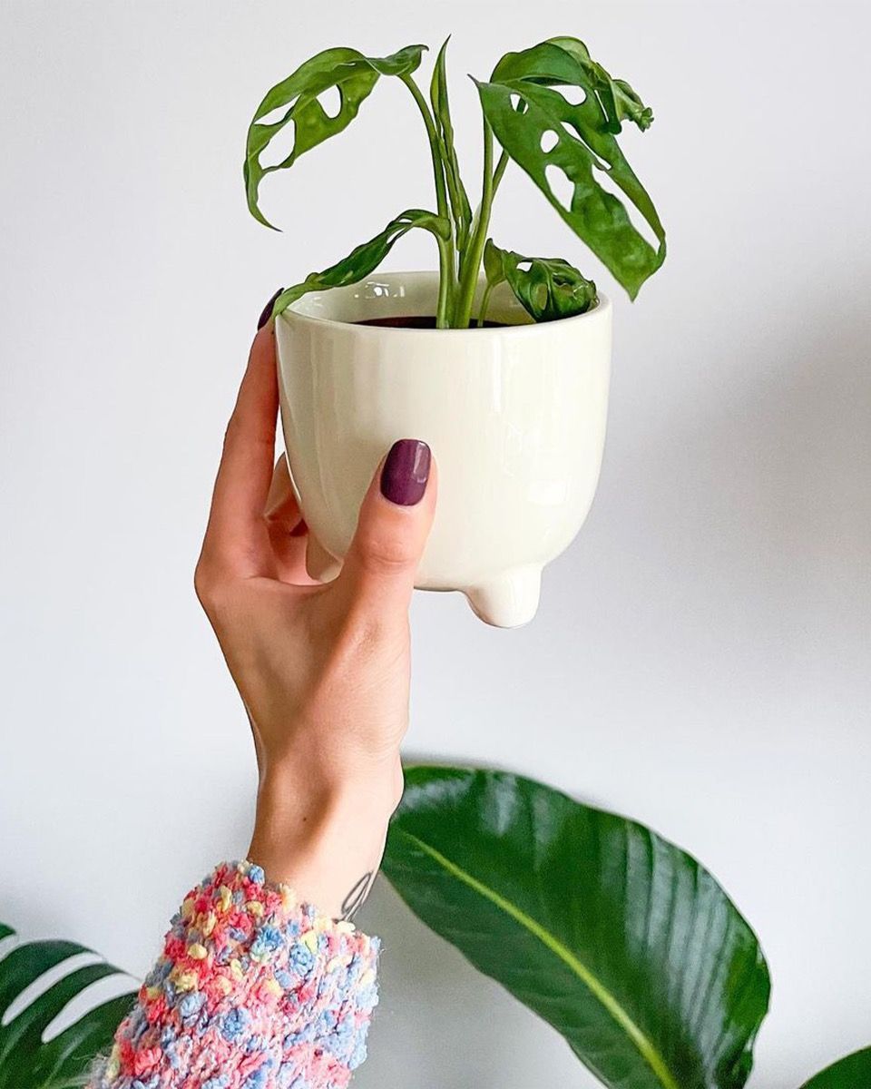 Baby Monstera Adansonii Pianta del pane americana Monkey Mask