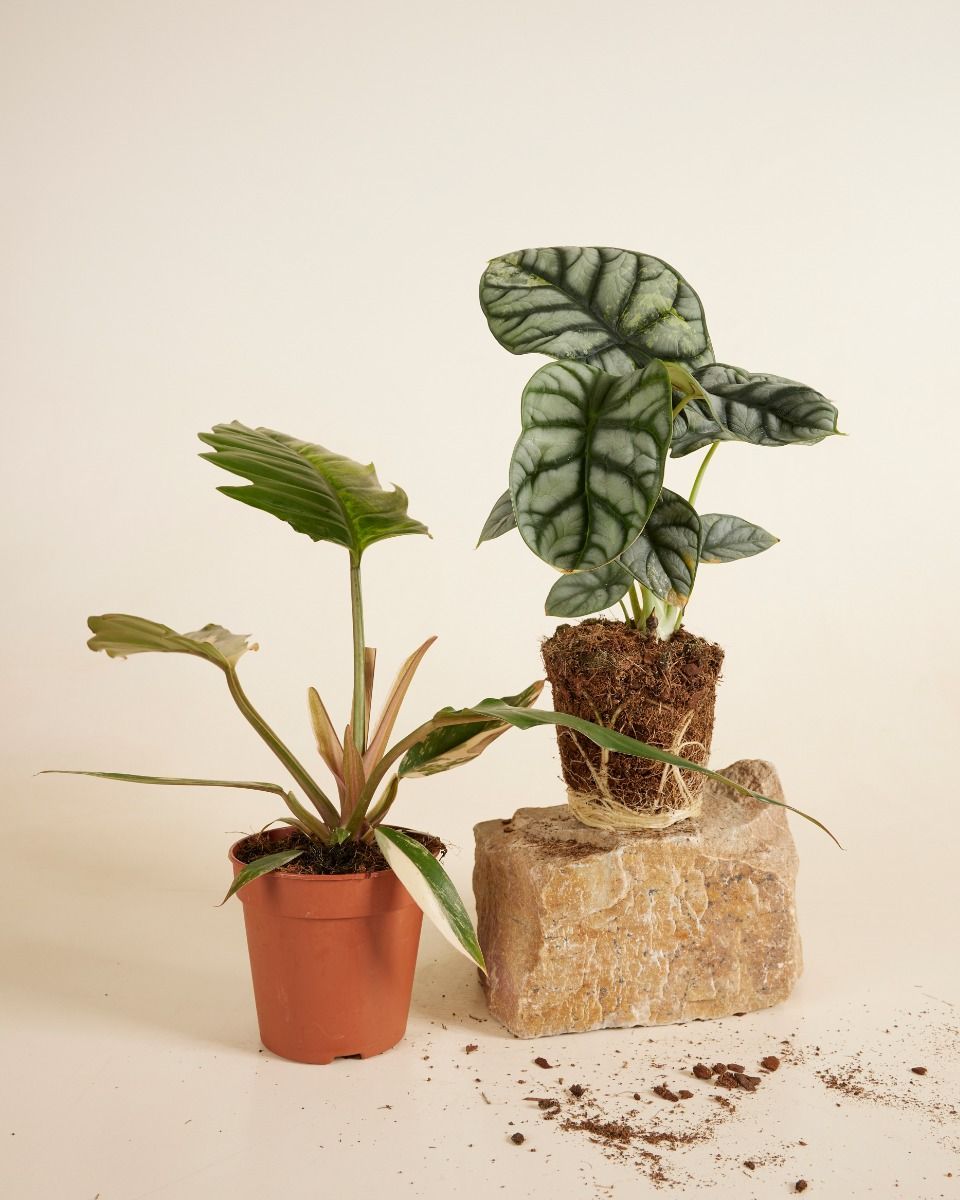 Rare plants sustainability box Medium Product set