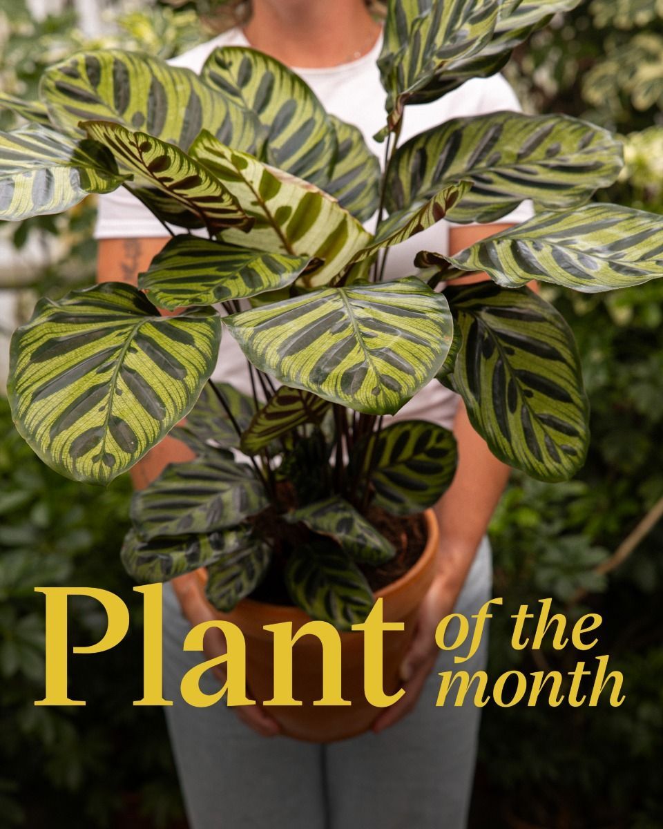 Calathea Peacock plant Makoyana