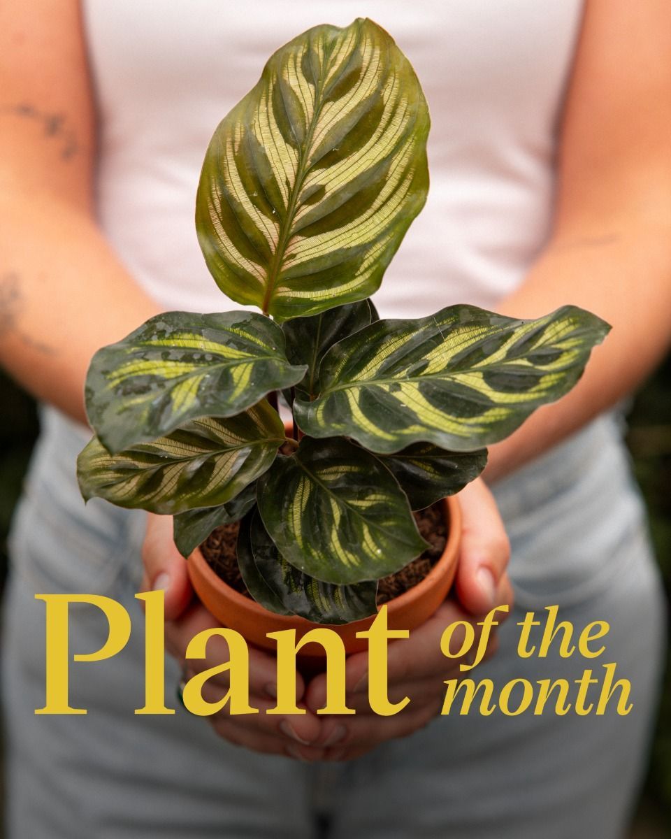 Bébé Calathea Plante paon Makoyana