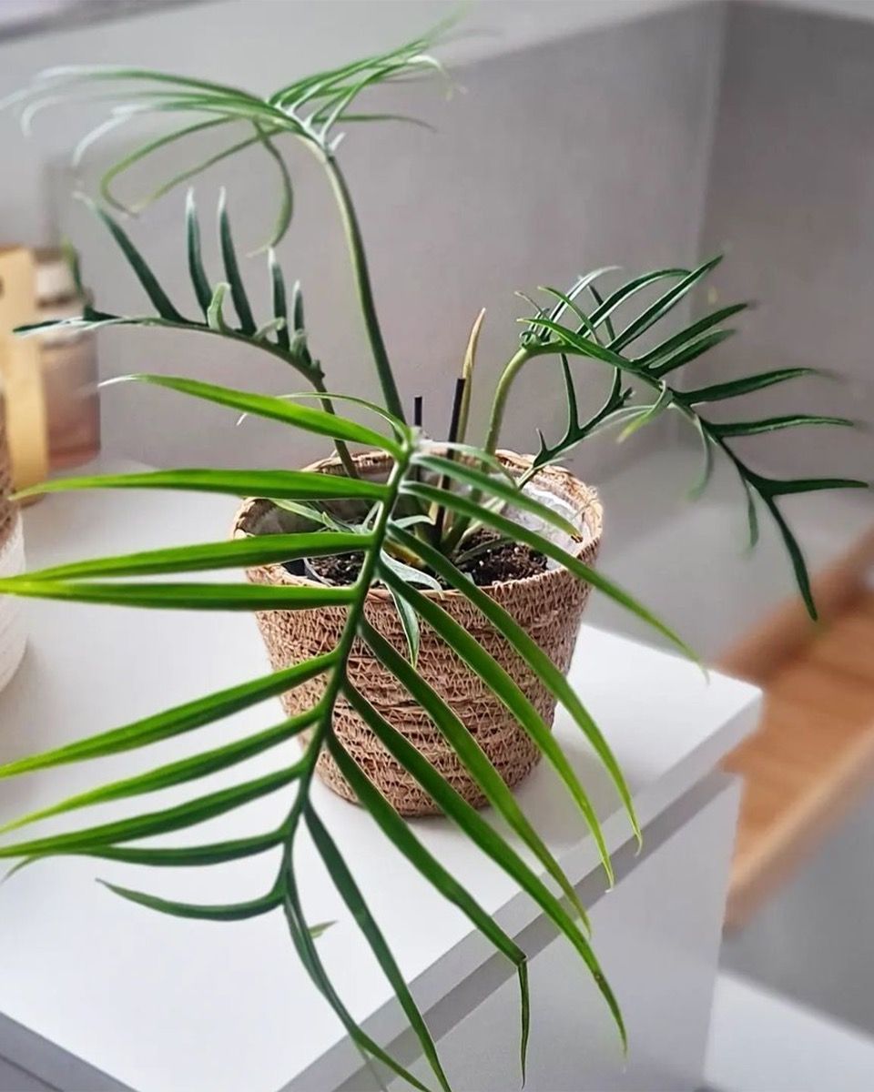 Baby Philodendron Tortum