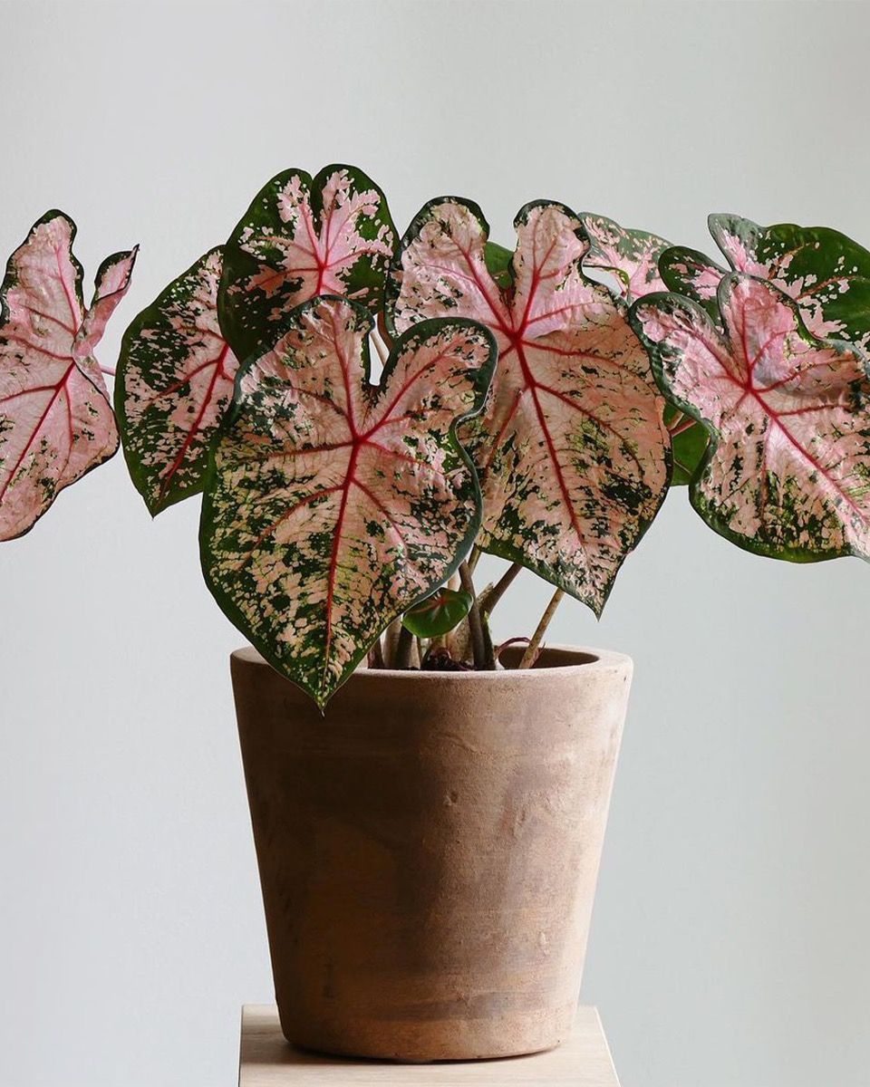 Baby Caladium Kaladie Caladium Tuber - Pink Beauty