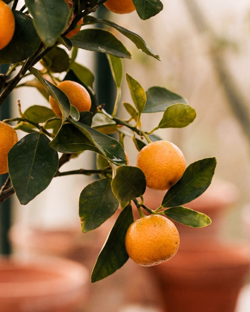 Citrus Arancio Calamondin