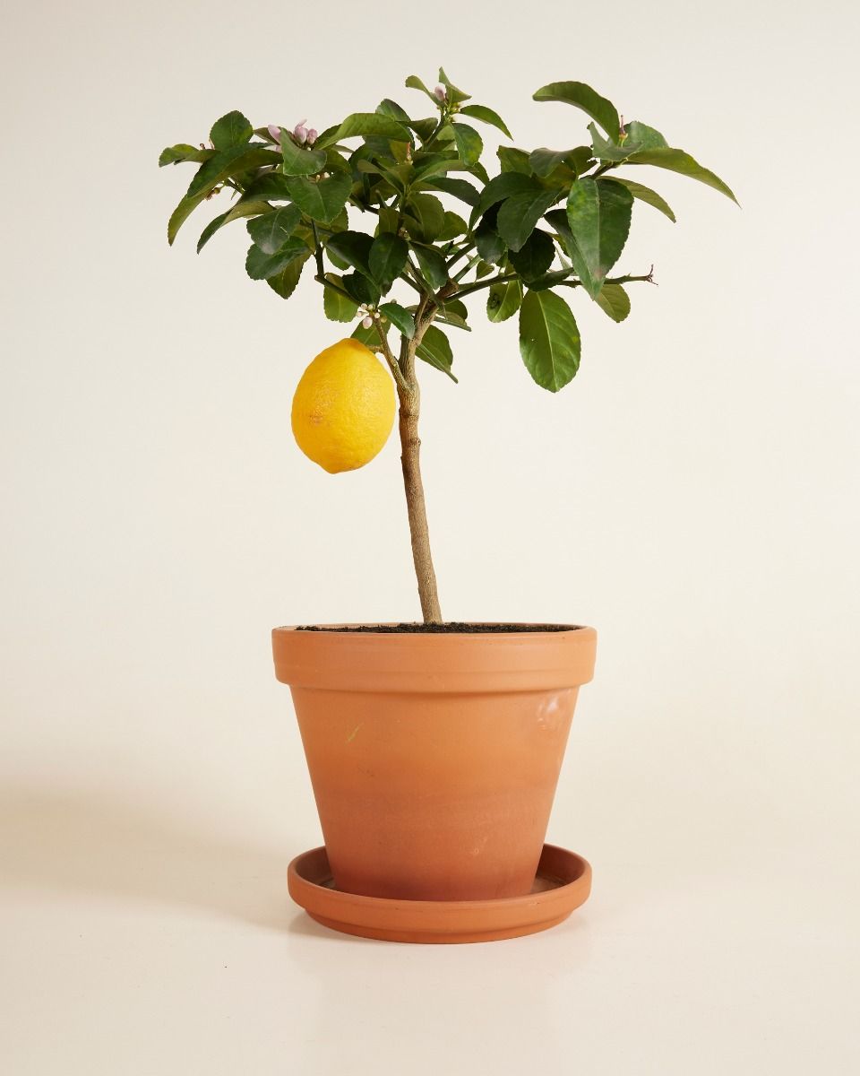 Citrus Citroenboom Lemon