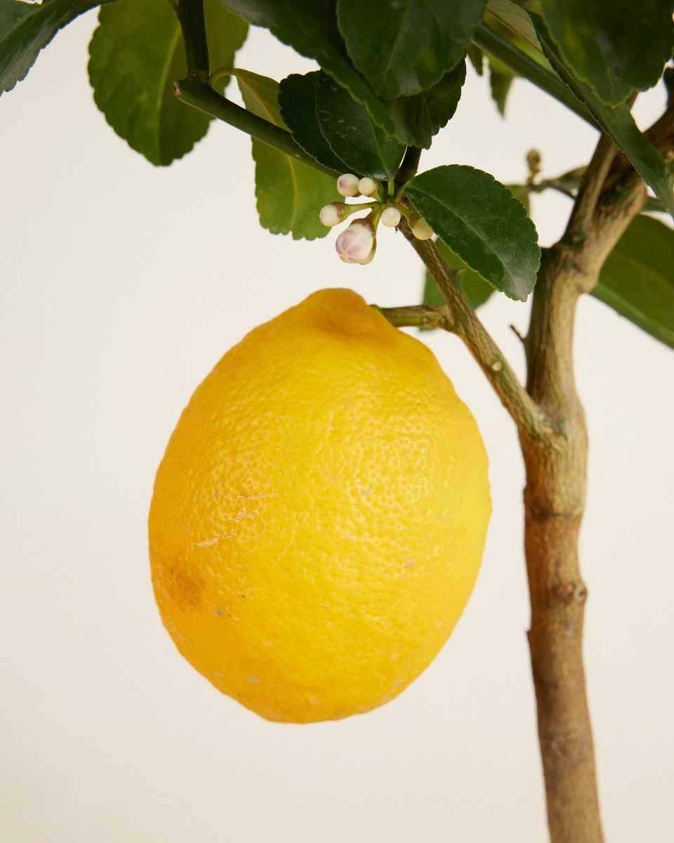 Citrus Citroenboom Lemon