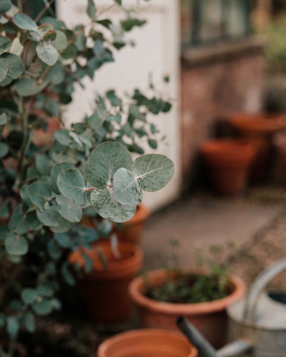 Eucalyptus Gunnii