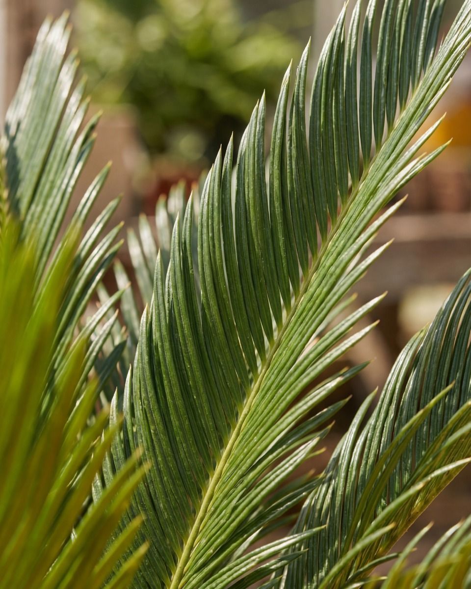 Cycas Palmier de la paix Revoluta