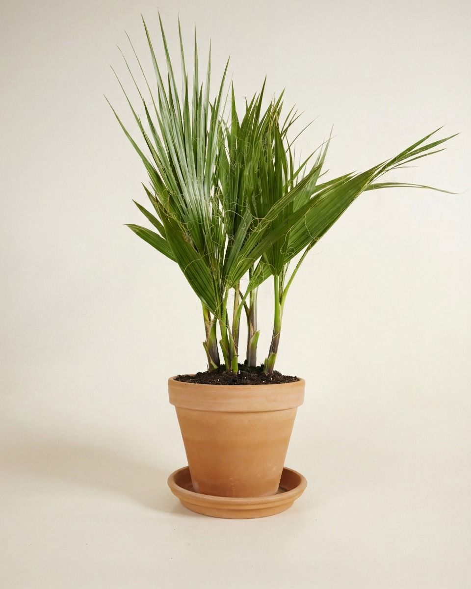 Washingtonia Mexican Fan Palm Robusta