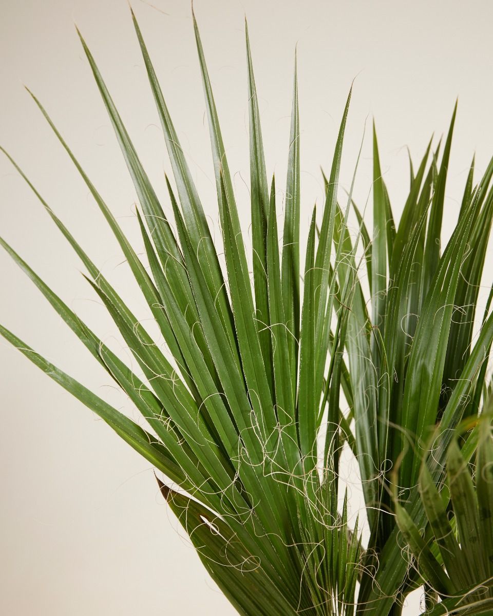 Washingtonia Mexican Fan Palm Robusta