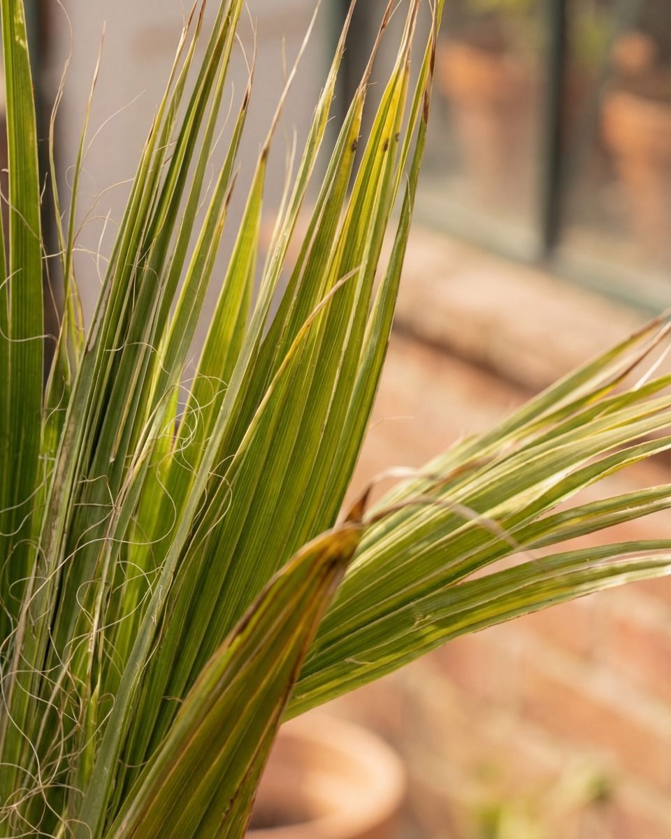Washingtonia Mexican Fan Palm Robusta