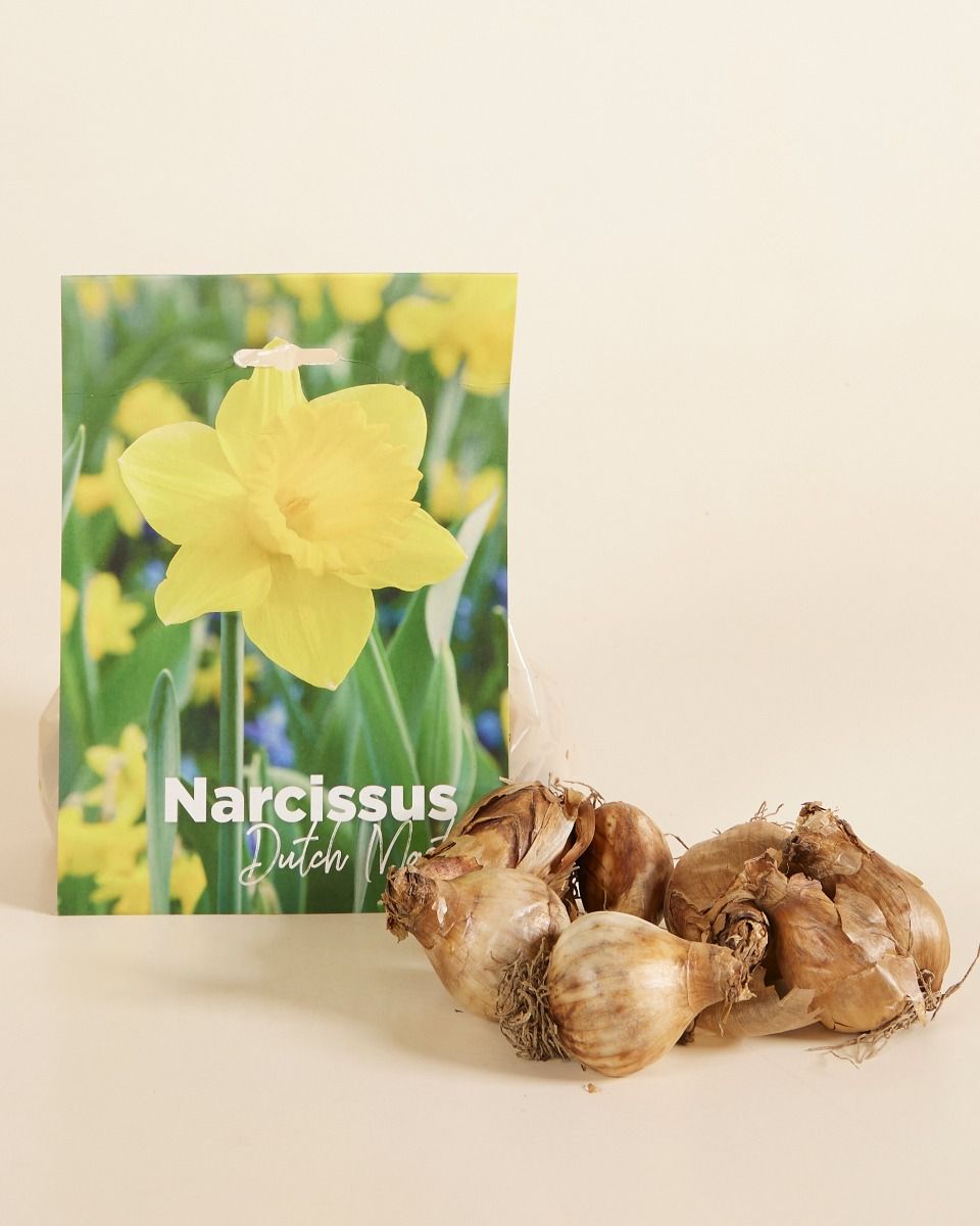 Baby Blumenzwiebeln Blumenzwiebeln - Narcissus Dutch Master