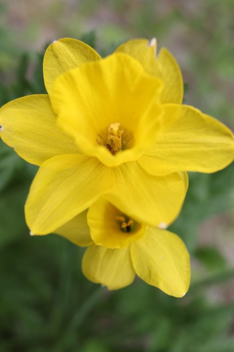 Baby Blumenzwiebeln Blumenzwiebeln - Narcissus Dutch Master