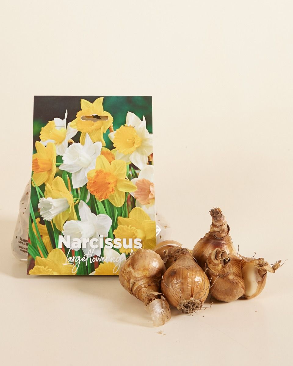 Baby Blumenzwiebeln Blumenzwiebeln - Narcissus Large Flower mix