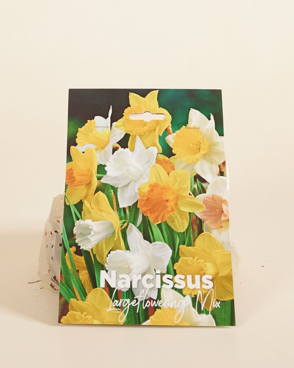 Baby Blumenzwiebeln Blumenzwiebeln - Narcissus Large Flower mix