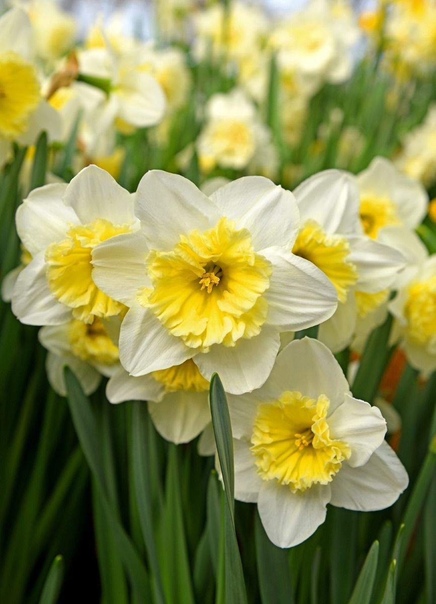 Baby Blumenzwiebeln Blumenzwiebeln - Narcissus Large Flower mix