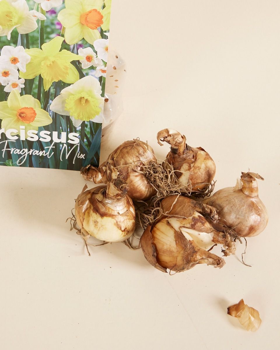 Baby Blumenzwiebeln Blumenzwiebeln - Narcissus Fragrant