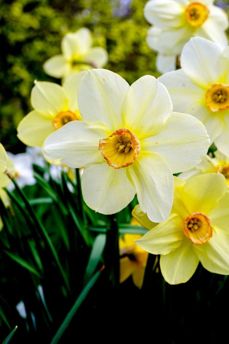 Baby Blumenzwiebeln Blumenzwiebeln - Narcissus Fragrant