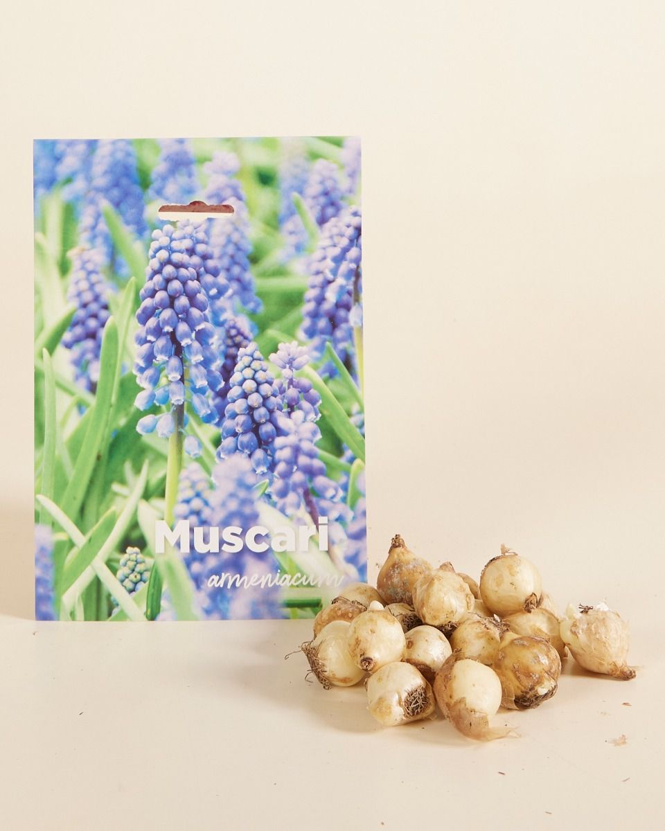 Baby Blumenzwiebeln Blumenzwiebeln - Muscari Armeniacum