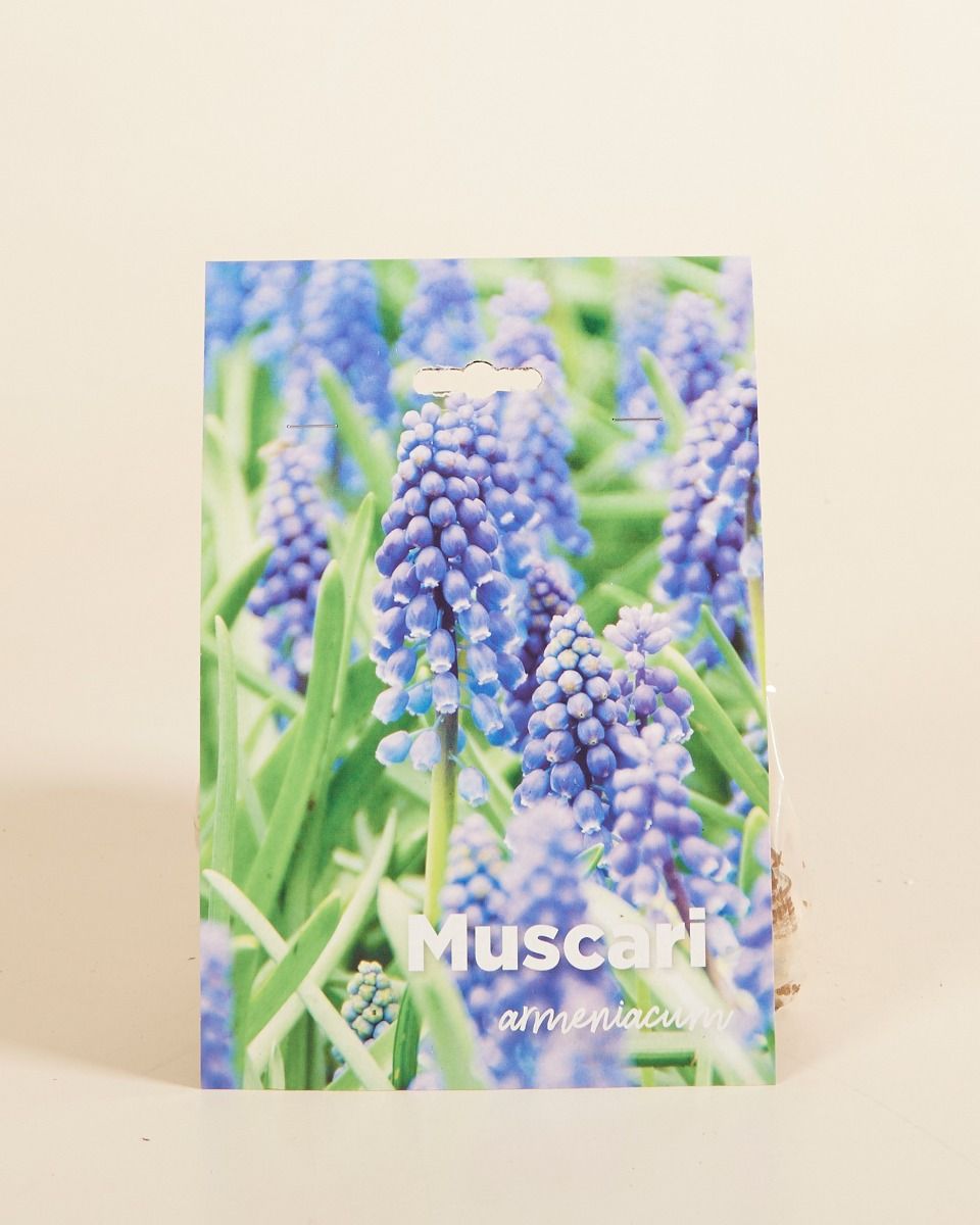 Baby Blumenzwiebeln Blumenzwiebeln - Muscari Armeniacum
