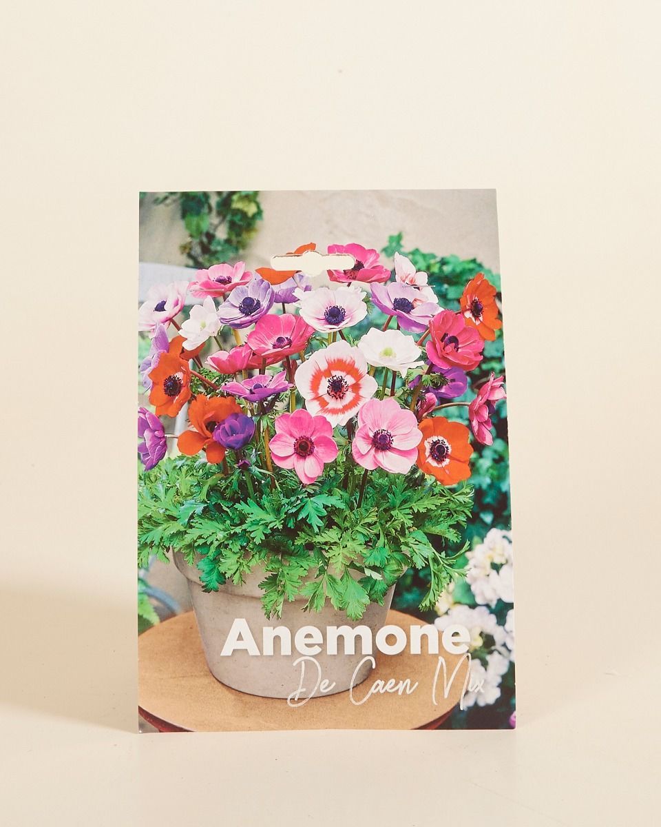 Baby Blumenzwiebeln Blumenzwiebeln - Anemone de Caen mix