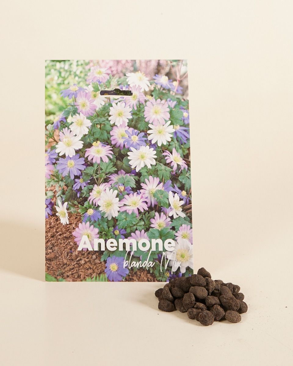 Baby Blumenzwiebeln Blumenzwiebeln - Anemone Blanda mix
