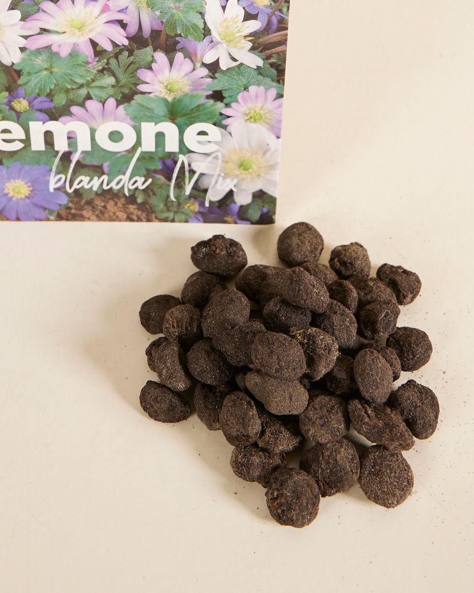 Baby Blumenzwiebeln Blumenzwiebeln - Anemone Blanda mix