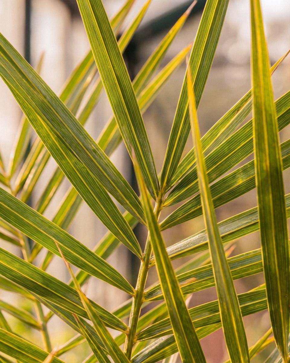 Phoenix Canariensis