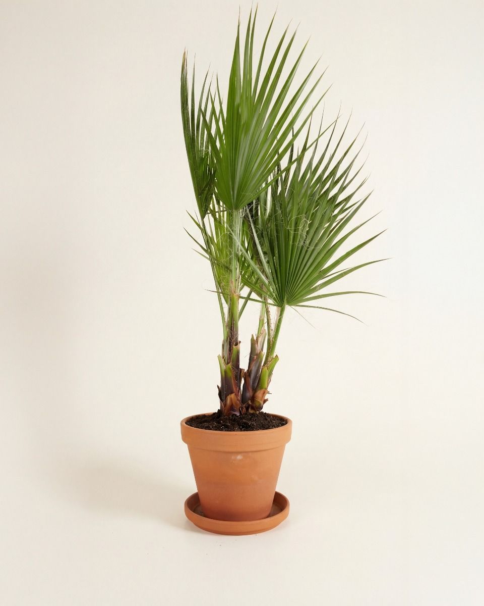 Washingtonia Palmera abanico mexicana Robusta