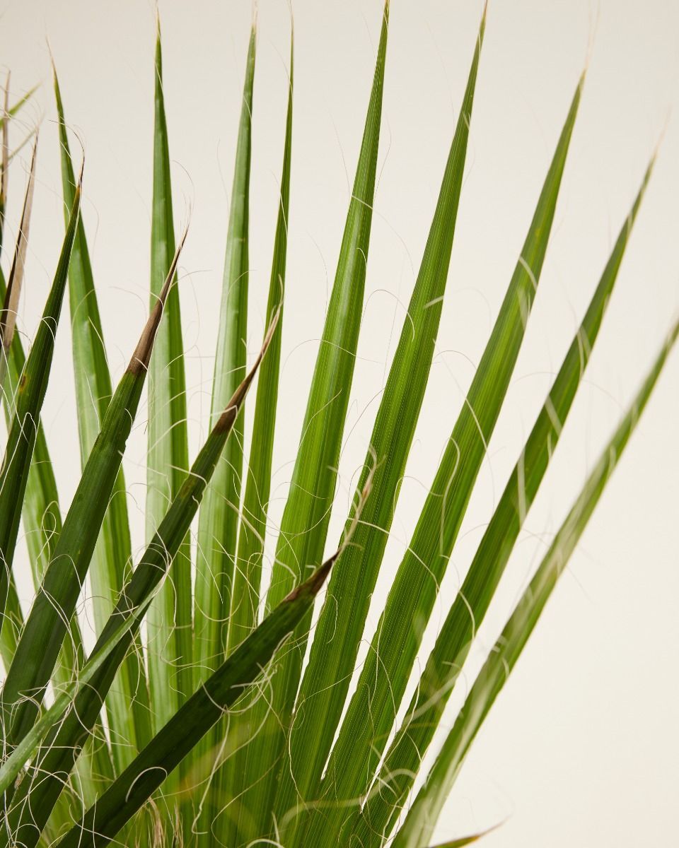 Washingtonia Palmera abanico mexicana Robusta