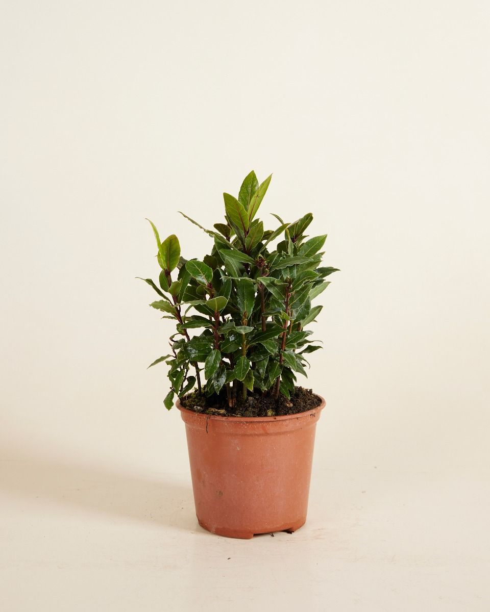 Laurus Lorbeerbaum Nobilis