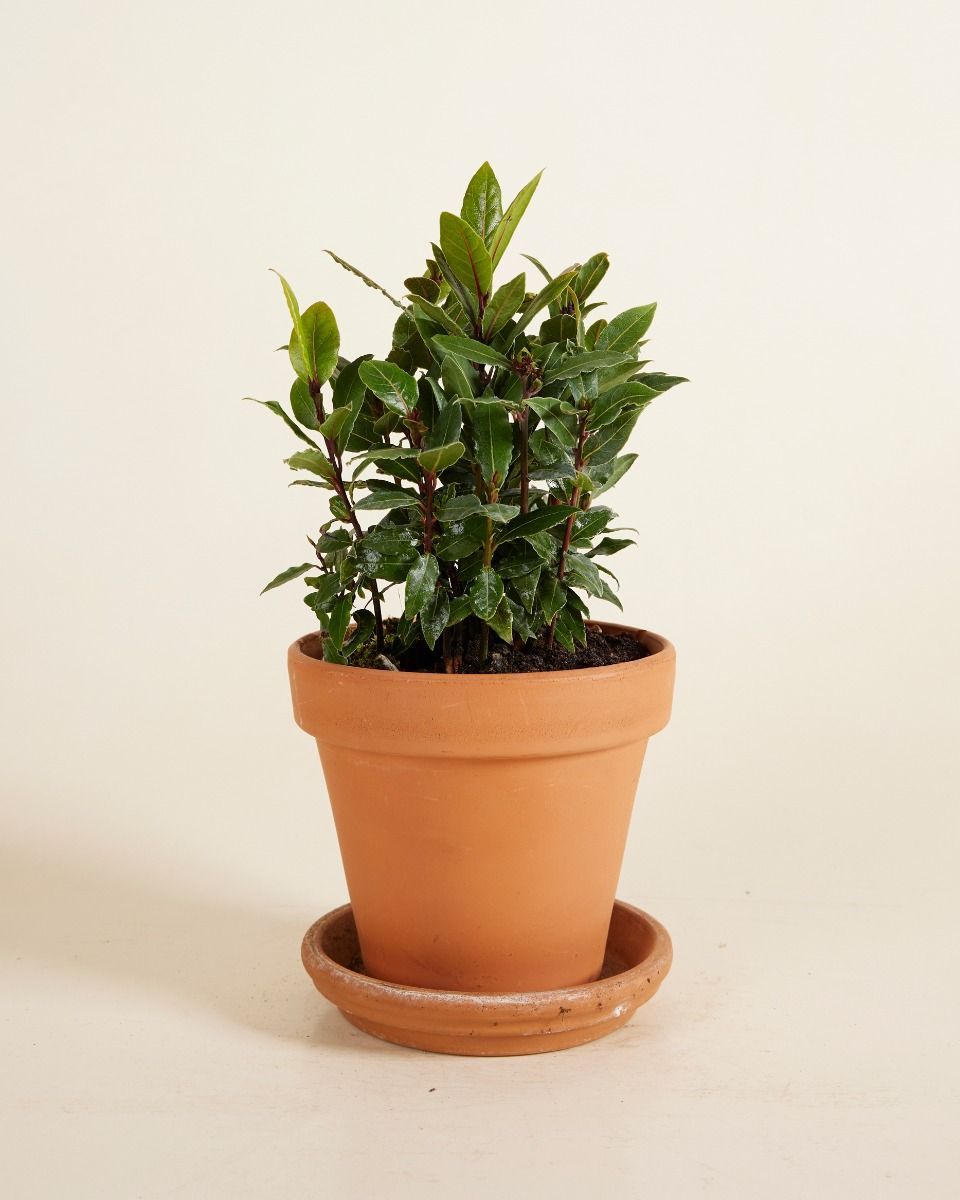 Laurus Bay Tree Nobilis