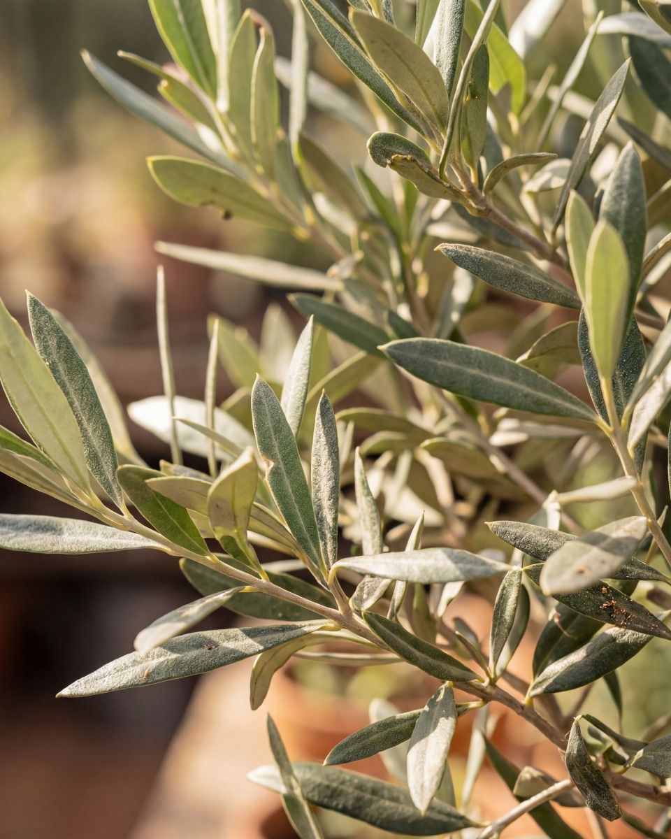 Olea Europaea