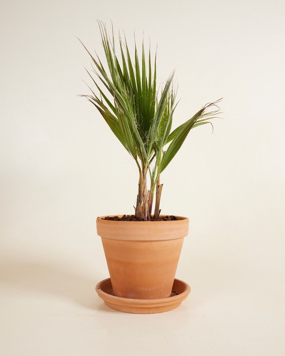 Washingtonia Mexikanische Fächerpalme Robusta