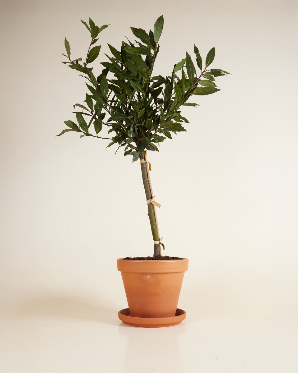 Laurus Laurierboom Nobilis
