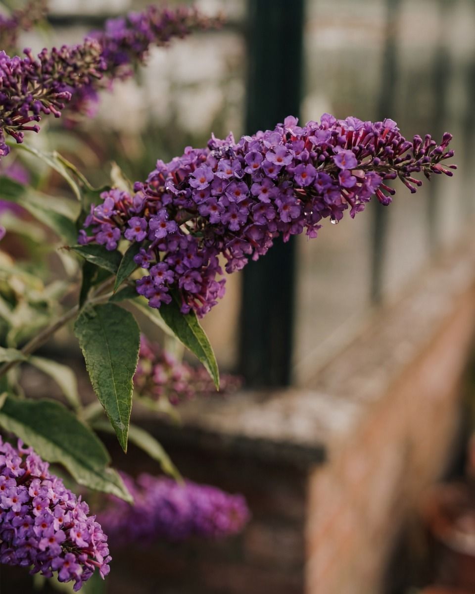 Buddleja Buddleia Butterfly Candy Little Purple