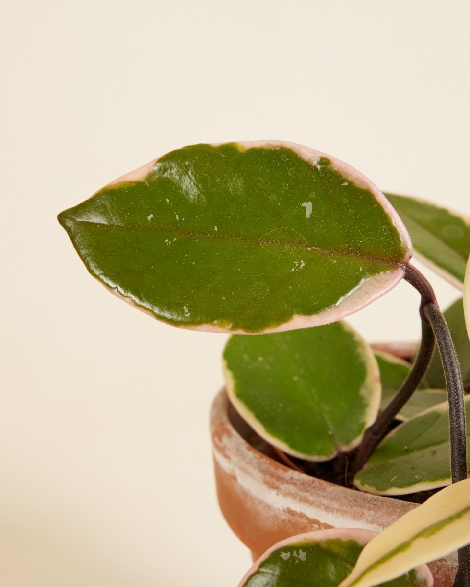 Hoya Wachsblume Flamingo Dream 'Star of Java'