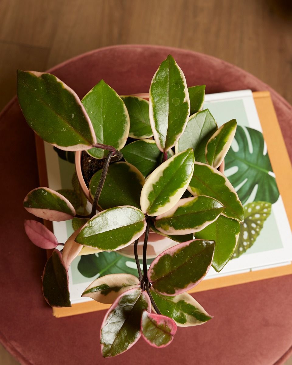 Hoya Wachsblume Flamingo Dream 'Star of Java'